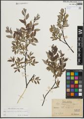Foto von Salix L.